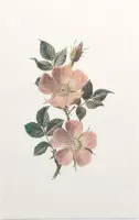 Roos (Rose) - Foto op Forex - 40 x 60 cm