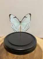Vtw Living - Vlinder in Glazen Stolp - Vlinderstolp - Wit - 18 cm