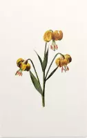 Turkse Lelie (Martagon Lily White) - Foto op Forex - 80 x 120 cm