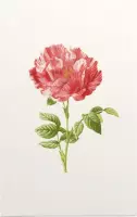 Darnastroos (York Lancaster Rose) - Foto op Forex - 30 x 45 cm