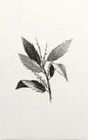 Kastanje zwart-wit (Leaf of Chestnut) - Foto op Forex - 30 x 45 cm