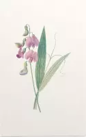 Brede Lathyrus (Everlasting Pea) - Foto op Forex - 40 x 60 cm