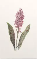 Orchis (Orchis) - Foto op Forex - 60 x 90 cm