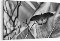 Schilderij - Papilio memnon — 90x60 cm