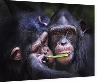 Chimpansee schattig koppel - Foto op Plexiglas - 60 x 40 cm
