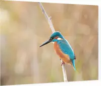 IJsvogel op een tak - Foto op Plexiglas - 60 x 40 cm