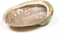 Abalone smudge schelp, Haliotis diversicolor, parelmoer, maat S