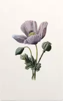 Slaapbol (Poppy White) - Foto op Forex - 40 x 60 cm