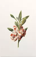 Impatiens Balsamina (Balsam White) - Foto op Forex - 100 x 150 cm