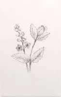 Actaea zwart-wit Schets (Baneberry) - Foto op Forex - 100 x 150 cm