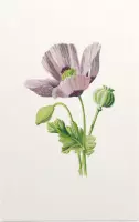Slaapbol (Opium Poppy) - Foto op Forex - 40 x 60 cm