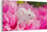Schilderij - Witte muis — 100x70 cm