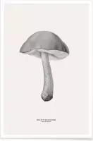 JUNIQE - Poster Bolete Mushroom -13x18 /Grijs & Ivoor