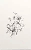 Duinroos zwart-wit Schets (Burnet-Leaved Rose) - Foto op Forex - 60 x 90 cm