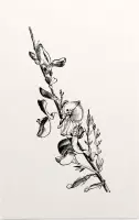 Genisteae zwart-wit (Broom) - Foto op Forex - 60 x 90 cm