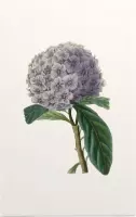 Brunfelsia Aquarel 2 (Brunfelsia) - Foto op Forex - 40 x 60 cm