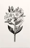 Zeepkruid zwart-wit (Soapwort) - Foto op Forex - 80 x 120 cm
