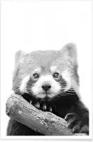 JUNIQE - Poster Red Panda -30x45 /Wit & Zwart