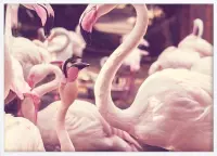 Poster Met Witte Lijst - Hart Flamingo Poster