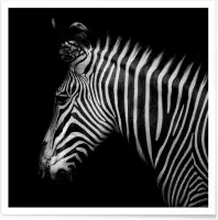 JUNIQE - Poster Zebra profiel foto -30x30 /Wit & Zwart