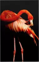 Flamingo op zwarte achtergrond - Foto op Forex - 100 x 150 cm