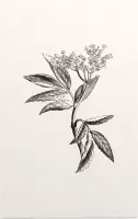 Sambucus zwart-wit (Elder) - Foto op Forex - 30 x 45 cm