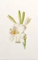 Madonnalelie (White Lily) - Foto op Forex - 80 x 120 cm