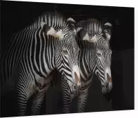 Zebra koppel op zwarte achtergrond - Foto op Plexiglas - 90 x 60 cm
