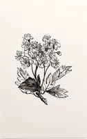 Meidoorn zwart-wit (Hawthorn) - Foto op Forex - 30 x 45 cm