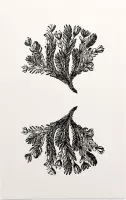 Minuartia Sedoides zwart-wit (Mossy Cyphel) - Foto op Forex - 60 x 90 cm