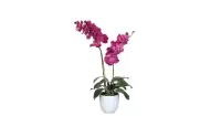 Mica Decorations phalaenopsis paars in pot tusca wit (dia 12) maat in cm: 45 x 28 x 50 - WIT