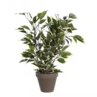 Mica Ficus Natasja groen / bont
