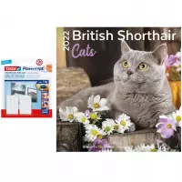 Huisdieren/dieren kalender 2022 Britse korthaar katten/poezen 30 cm incl. 2 zelfklevende ophanghaken - Maandkalenders/jaarkalender