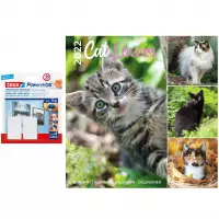 Huisdieren/dieren kalender 2022 poezen en katten 30 cm incl. 2 zelfklevende ophanghaken - Maandkalenders/jaarkalenders