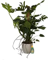 Kamerplant van Botanicly – Gatenplant incl. crème kleurig sierpot + 250 ml kunstmest als set – Hoogte: 120 cm – Monstera Deliciosa