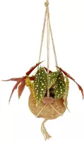 Plantenhanger met stippenplant - in supermooie hangende bloempot van kokosvezel -  staat geweldig - Begonia Maculata Ø 14 cm – Hoogte 25 cm (waarvan 10 cm plant en 15 cm pot)