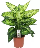 Dieffenbachia Seguine 'Sublime' - ↑ 55-60cm - Ø 17cm
