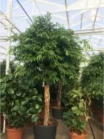 Ficus 'Amstel King' 390-400cm