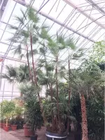 Paurotis - Acoelorrhaphe - Bahama palm 550-575cm - Multistam