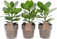 Kamerplanten van Botanicly – 3 × Varkensboom in grijsbeige sierpot als set – Hoogte: 30 cm – Clusia Princess