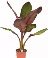 Ensete ventricosum 'Maurellii' - Rode bananenplant - Banaan 90-150cm