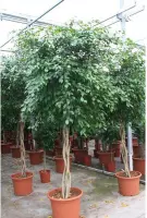 Ficus 'Exotica' - Speciale stammen 290-300cm