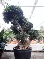 Ficus Panda 210-220cm