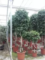 Ficus benjamina 'Columnar' - Treurvijg - Waringin 315-325cm