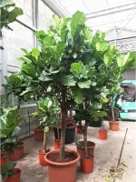 Ficus lyrata - Vioolplant 290-300cm