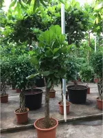 Ficus lyrata - Vioolplant 220-210cm