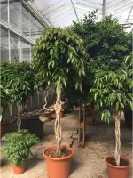 Ficus 'Amstel King' 290-300cm - Vlechtstam