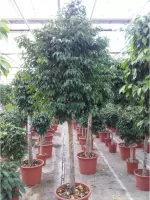 Ficus benjamina 'Columnar' - Treurvijg - Waringin 290-300cm