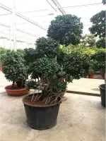 Ficus Panda 230-240cm