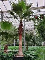 Washingtonia robusta - Woestijnpalm 575-600cm - Kale stam